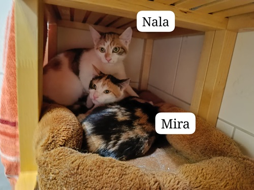 Nala und Mira