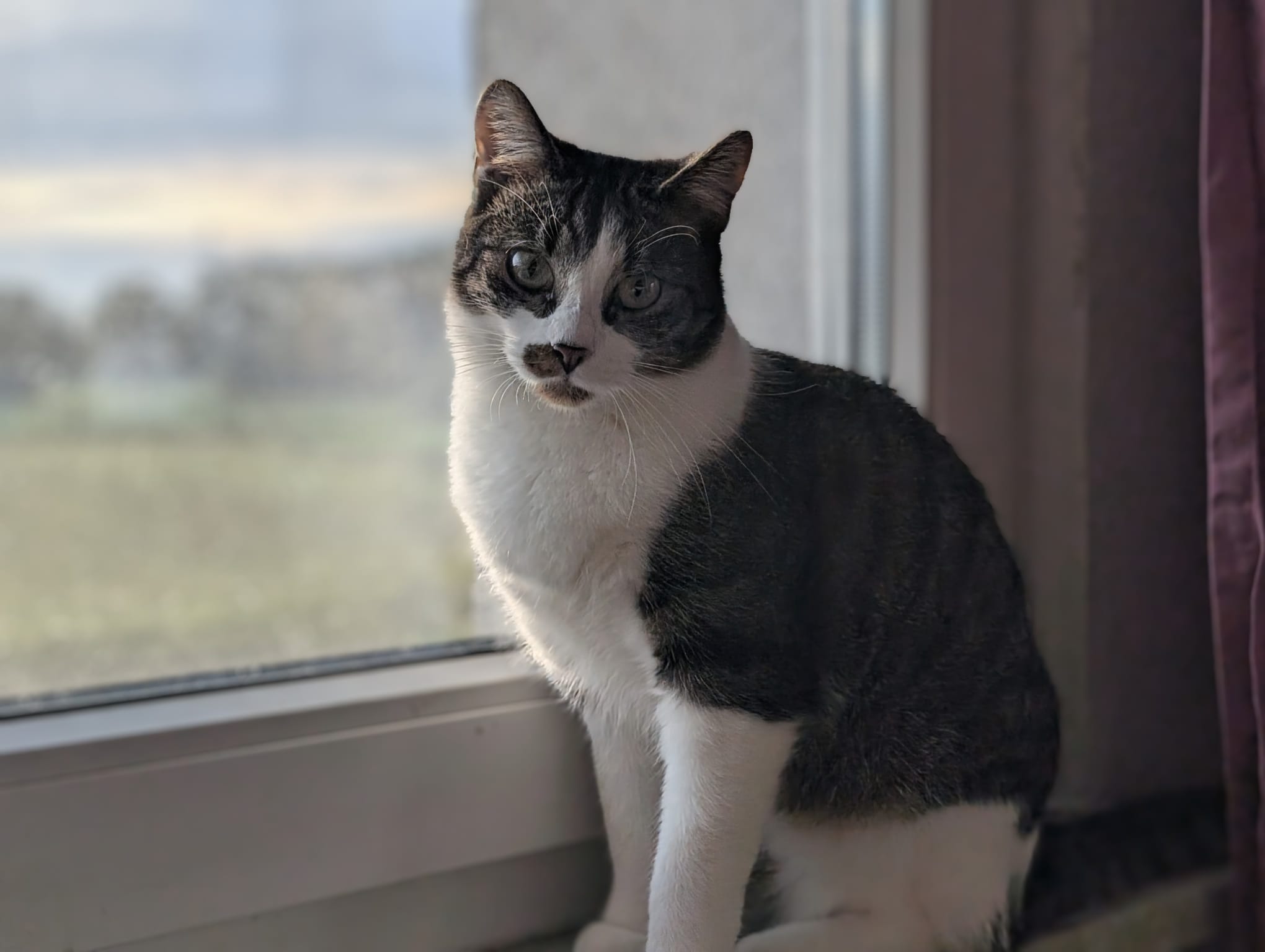 Anton