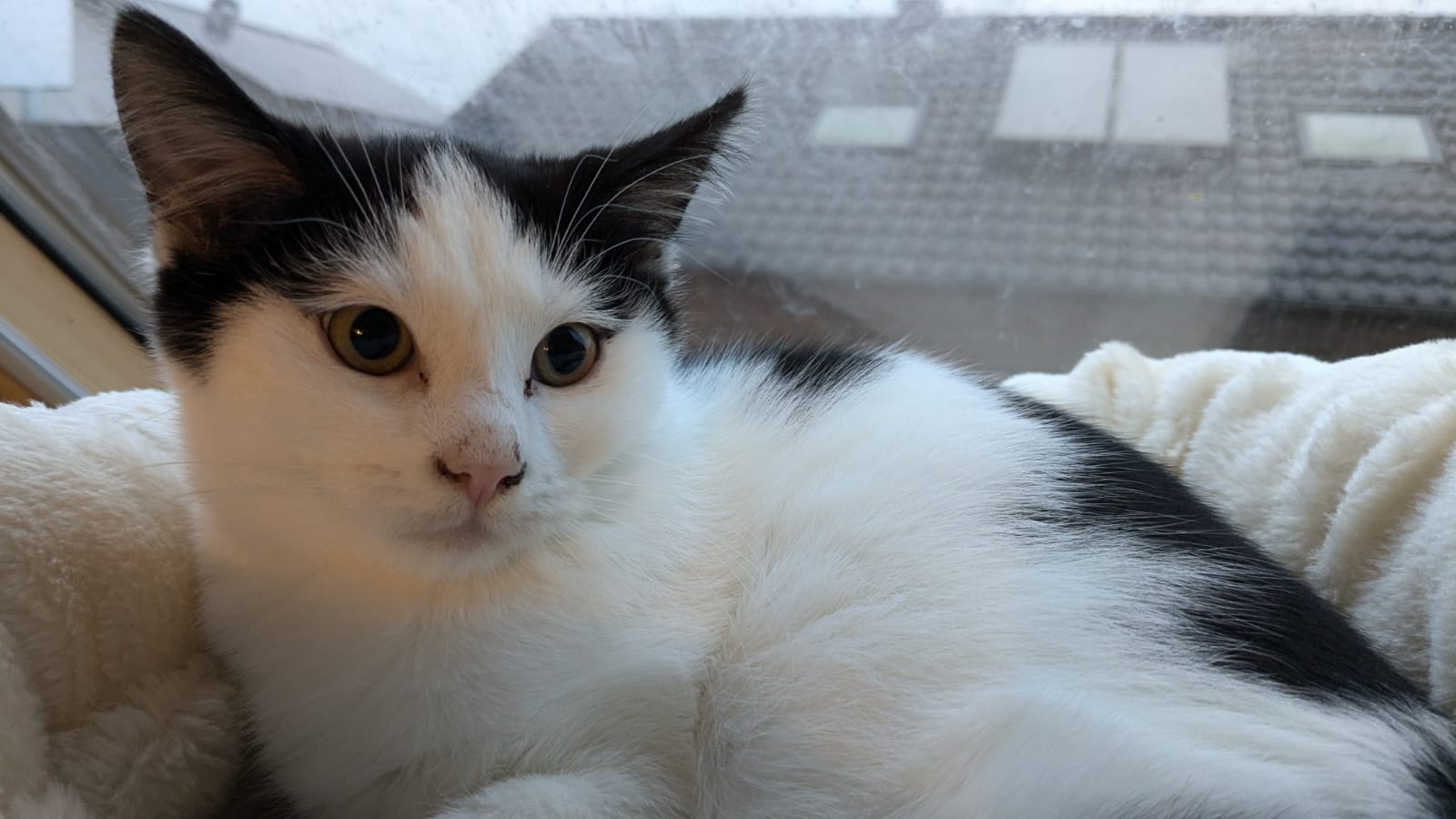 Cassie