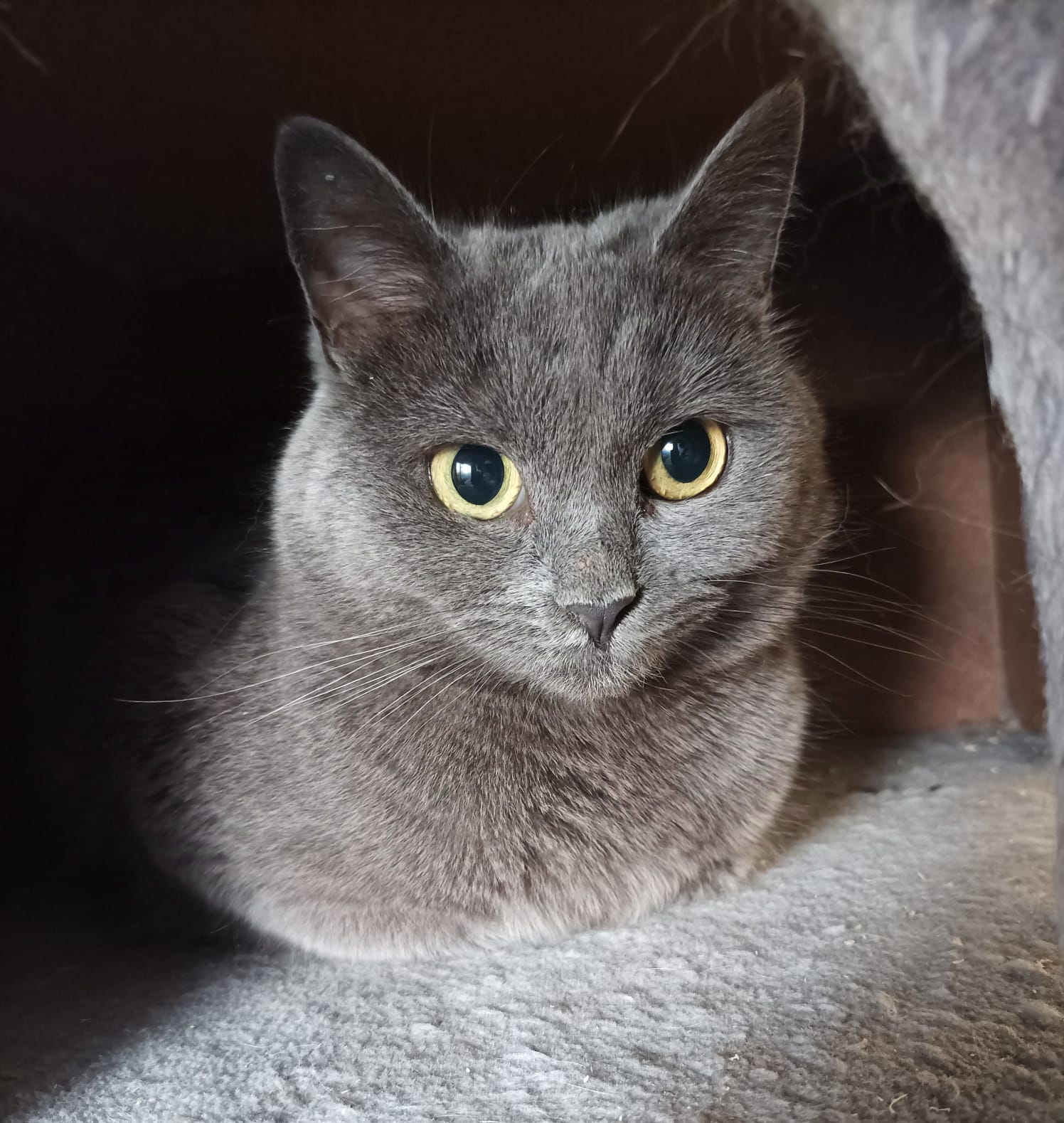 Gracie