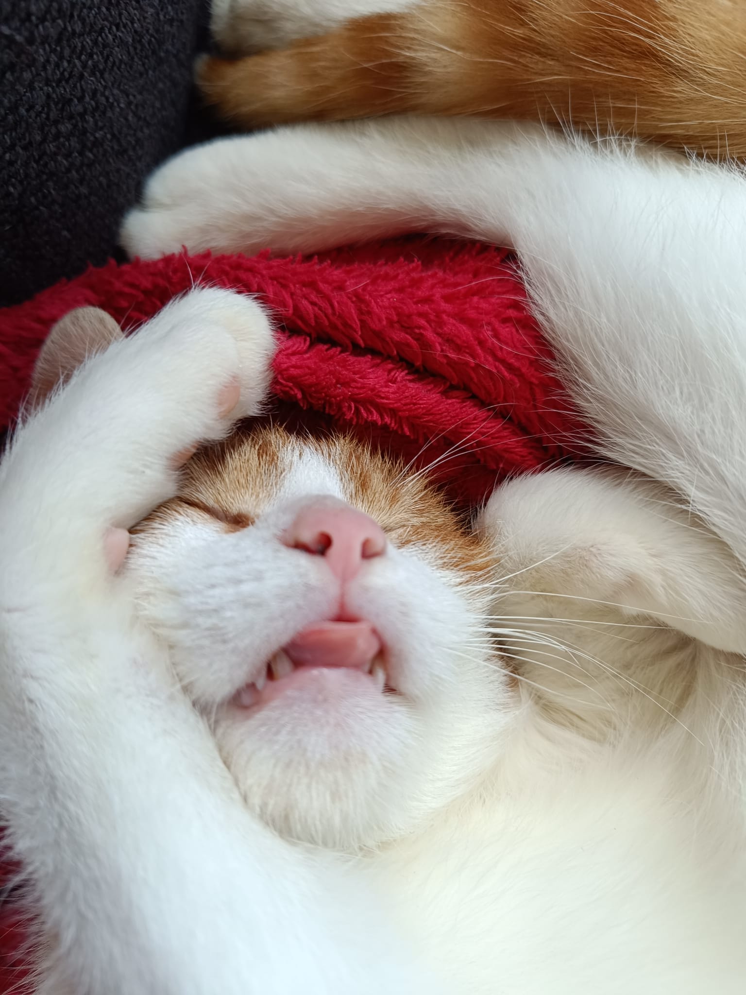 Tom