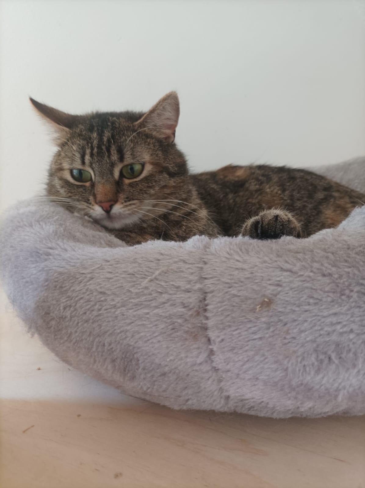 Minou