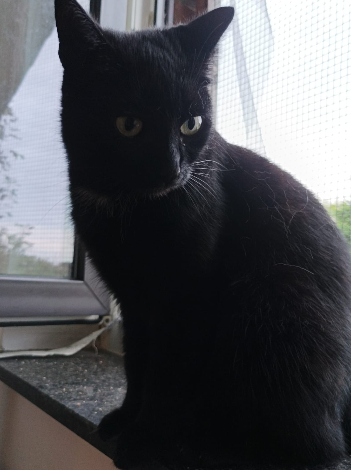 Nori