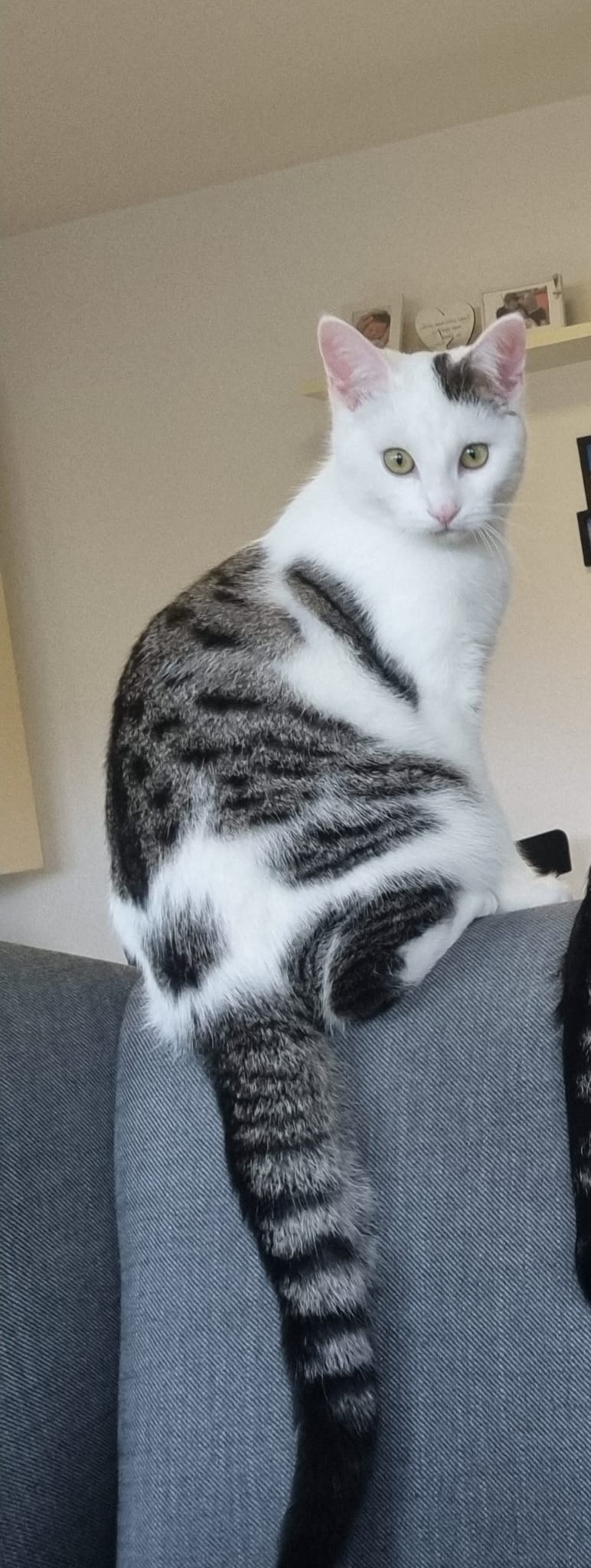 Oliver_2a.jpeg
