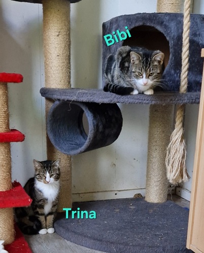 TrinaBibi.jpg